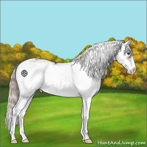 Horse Color:Chocolate Palomino Sabino 