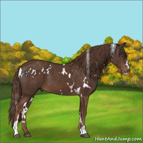 Horse Color:White Spotted Liver Chestnut Sabino 