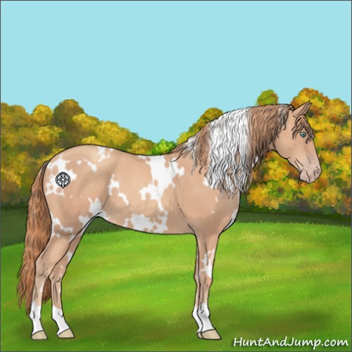 Horse Color:White Spotted Gold Champagne 