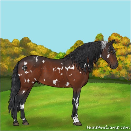 Horse Color:White Spotted Brown 
