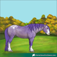 Horse Color:Watercolor Bay Sabino Appaloosa