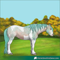 Horse Color:Watercolor Bay Sabino Tobiano Appaloosa 