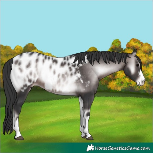 Horse Color:Platinum Brown Onyx Near Leopard 