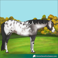 Horse Color:Platinum Brown Onyx Near Leopard