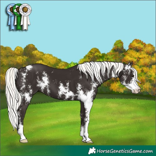 Horse Color:Liver Chestnut Mushroom Sabino 