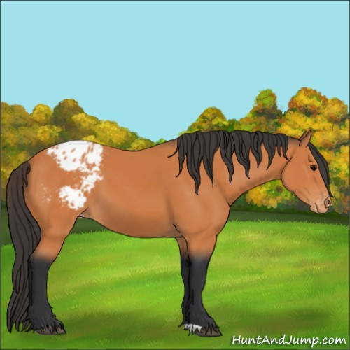 Horse Color:Bay Blanket