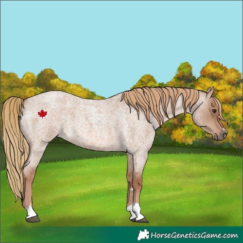 Horse Color:Red Dun Roan