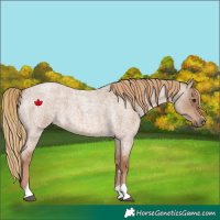 Horse Color:Red Dun Roan 