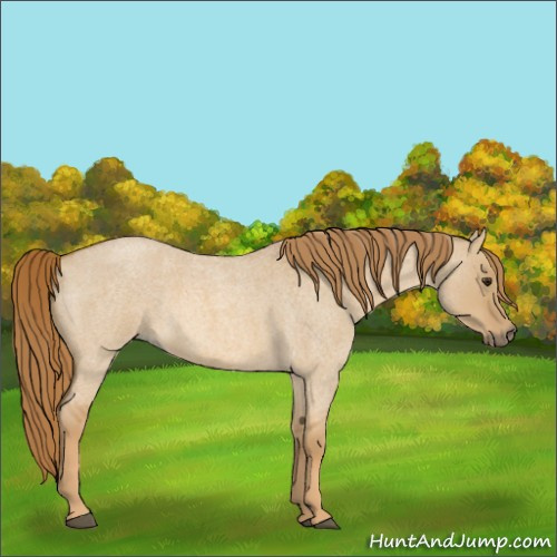 Horse Color:Red Dun Roan