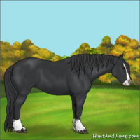 Horse Color:Black Splash 