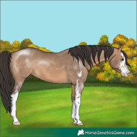Horse Color:Bay Dun Sabino 