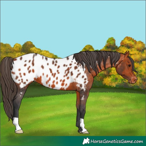 Horse Color:Bay Appaloosa 