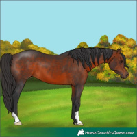 Horse Color:Brown 