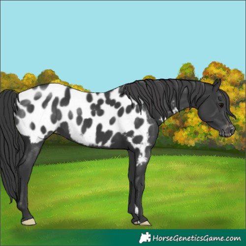 Horse Color:Black Near Leopard 