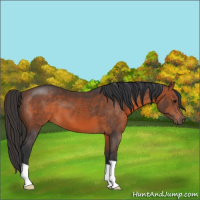 Horse Color:Brown 