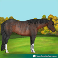 Horse Color:Brown Rabicano 