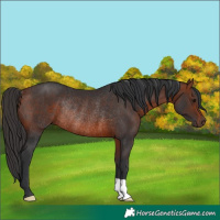 Horse Color:Bay Rabicano
