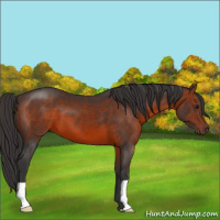 Horse Color:Brown 