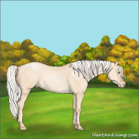 Horse Color:White Spotted Silver Smoky Grullo Pearl Rabicano 