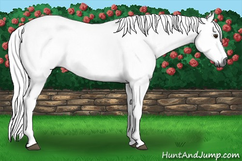 Horse Color:Gray Chestnut 