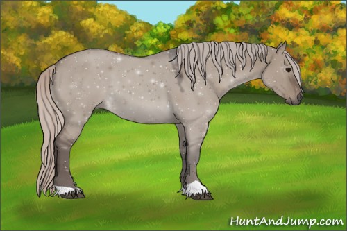 Horse Color:Silver Grullo 