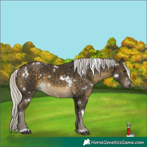 Horse Color:White Spotted Silver Buckskin 