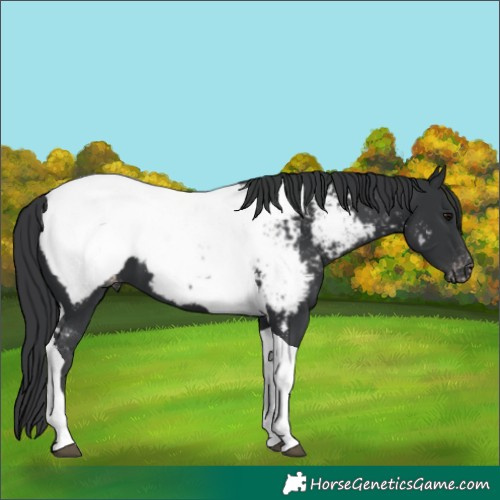 Horse Color:Black Tobiano Appaloosa 