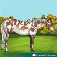 Horse Color:Gray White Spotted Silver Brown Pearl Appaloosa Rabicano 