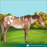 Horse Color:Gray White Spotted Chestnut Pearl Appaloosa 