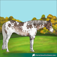 Horse Color:White Spotted Silver Black Sabino Appaloosa Rabicano