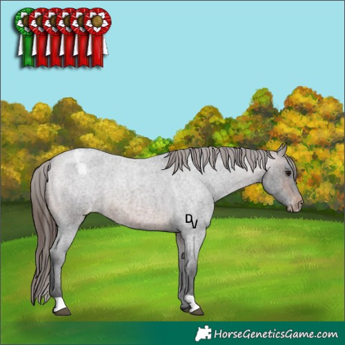 Horse Color:Brown Roan Appaloosa 