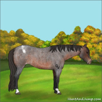 Horse Color:Brown Roan Appaloosa 