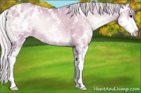 Horse Color:Watercolor Silver Brown Pearl Onyx Sabino Appaloosa 