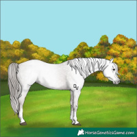 Horse Color:Gray Black Pearl Sabino Appaloosa Rabicano 