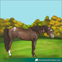 Horse Color:Gray Black Pearl Sabino Appaloosa Rabicano 