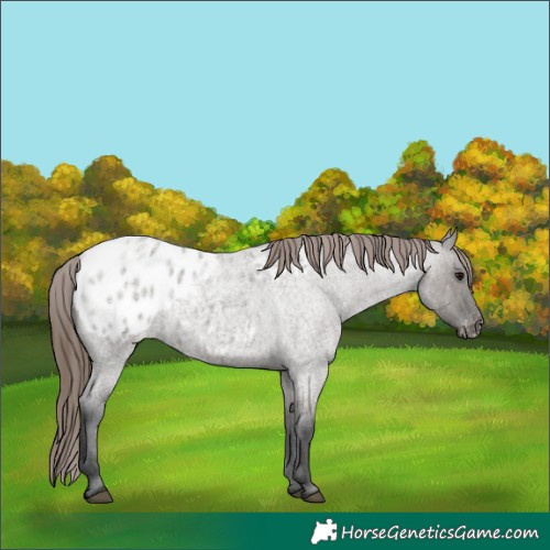 Horse Color:Grullo Roan Appaloosa 