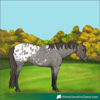 Horse Color:Grullo Roan Appaloosa 