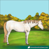 Horse Color:Buckskin Pearl Dun Sabino 