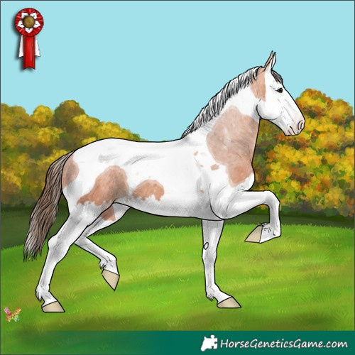 Horse Color:Bay Splash Tobiano Appaloosa 