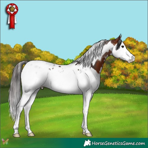 Horse Color:Bay Splash Tobiano 