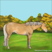 Horse Color:Silver Classic Cream Champagne Dun
