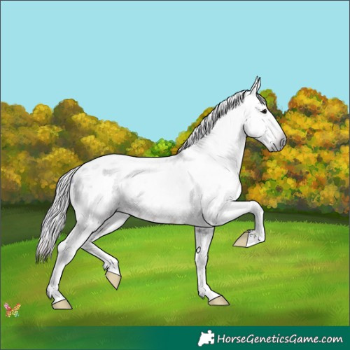 Horse Color:Gray Nacre Brown Roan Sabino Appaloosa 