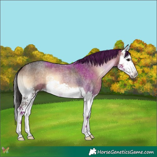 Horse Color:Bay Roan Onyx Splash 