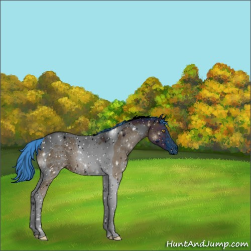 Horse Color:ERROR: UNKNOWN ANOMALY