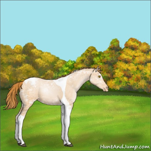 Horse Color:Bay Ice Roan Pearl Tobiano Appaloosa 