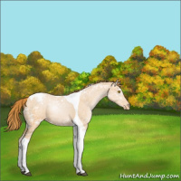Horse Color:Bay Ice Roan Pearl Tobiano Appaloosa