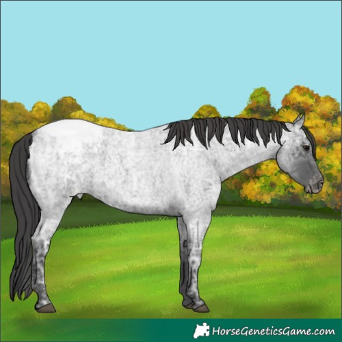 Horse Color:Blue Ice Roan Varnish 