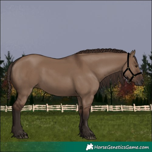 Horse Color:Liver Red Dun 
