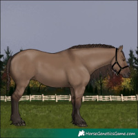 Horse Color:Liver Red Dun