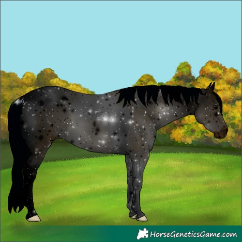 Horse Color:ERROR: UNKNOWN ANOMALY
